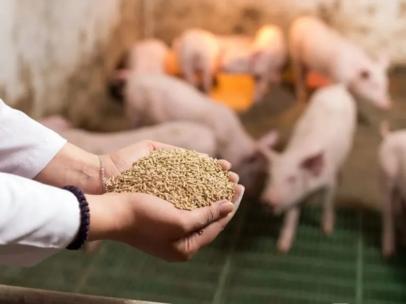 Industrial animal feed production process